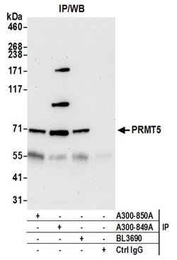 PRMT5 Rabbit anti-Human, Polyclonal, Bethyl Laboratories 100 &mu;L; Unconjugated:Antibodies,