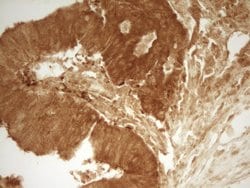 PRMT5 Monoclonal Antibody (OTI2C12), TrueMAB , OriGene 100 &mu;L; Unconjugated:Antibodies,
