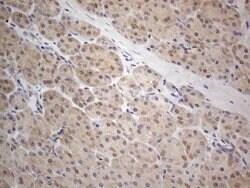 PRMT5 Mouse anti-Human, Clone: OTI2H3, lyophilized, TrueMAB 100 &mu;g;
