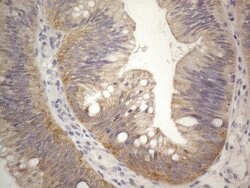 PRMT5 Mouse anti-Human, Clone: OTI2H3, lyophilized, TrueMAB 100 &mu;g;
