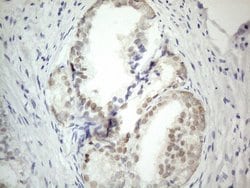 PRMT5 Mouse anti-Human, Clone: OTI2H3, lyophilized, TrueMAB 100 &mu;g;