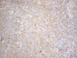 PRMT5 Mouse anti-Human, Clone: OTI2H3, lyophilized, TrueMAB 100 &mu;g;