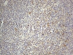 PRMT5 Mouse anti-Human, Clone: OTI2H3, lyophilized, TrueMAB 100 &mu;g;