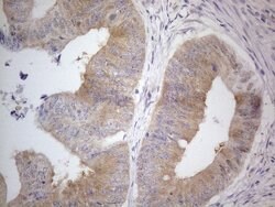 PRMT5 Mouse anti-Human, Clone: OTI2H3, lyophilized, TrueMAB 100 &mu;g;