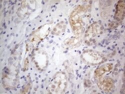 PRMT5 Mouse anti-Human, Clone: OTI2H3, lyophilized, TrueMAB 100 &mu;g;