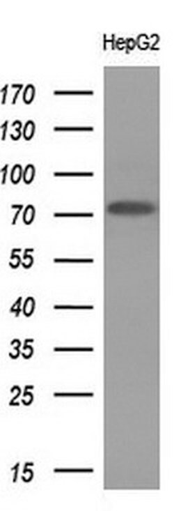 PRMT5 Mouse anti-Human, Clone: OTI4G7, lyophilized, TrueMAB 100 &mu;g;