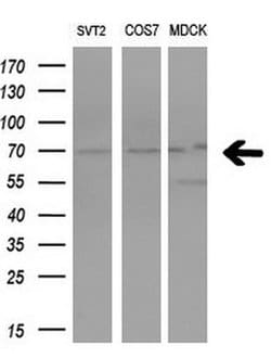PRMT5 Monoclonal Antibody (OTI2C12), TrueMAB , OriGene 100 &mu;L; Unconjugated:Antibodies,