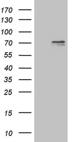 PRMT5 Monoclonal Antibody (OTI1F8), TrueMAB , OriGene 100 &mu;L; Unconjugated:Antibodies,