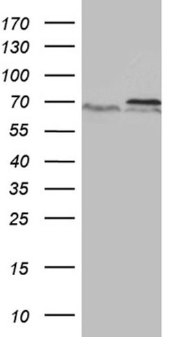 PRMT5 Mouse anti-Human, Clone: OTI3E6, lyophilized, TrueMAB 100 &mu;g;