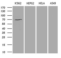 PRMT5 Mouse anti-Human, Clone: OTI3E6, lyophilized, TrueMAB 100 &mu;g;