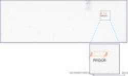 PROCR Mouse anti-Human, Clone: UMAB201, liquid, UltraMAB 100 &mu;L | Buy Online | Origene Technologies | Fisher Scientific