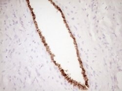 PROCR Mouse anti-Human, Clone: OTI3E7, lyophilized, TrueMAB 100 &mu;g;