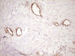 PROCR Mouse anti-Human, Clone: OTI3E7, lyophilized, TrueMAB 100 &mu;g;