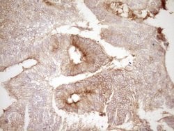 PROCR Monoclonal Antibody (OTI3E7), TrueMAB , OriGene 100 &mu;L; Unconjugated:Antibodies,