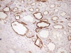 PROCR Mouse anti-Human, Clone: OTI3E7, lyophilized, TrueMAB 100 &mu;g;