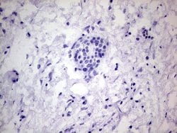 PROCR Mouse anti-Human, Clone: OTI5E12, lyophilized, TrueMAB 100 &mu;g;