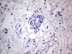 PROCR Monoclonal Antibody (OTI5E12), TrueMAB , OriGene 100 &mu;L; Unconjugated:Antibodies,