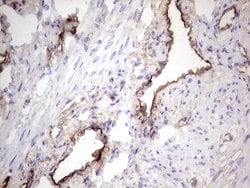 PROCR Mouse anti-Human, Clone: OTI5E12, lyophilized, TrueMAB 100 &mu;g;