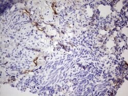 PROCR Mouse anti-Human, Clone: OTI5E12, lyophilized, TrueMAB 100 &mu;g;