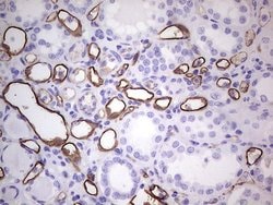 PROCR Mouse anti-Human, Clone: OTI5E12, lyophilized, TrueMAB 100 &mu;g;
