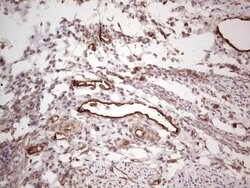 PROCR Monoclonal Antibody (OTI6B10), TrueMAB , OriGene:Antibodies:Primary