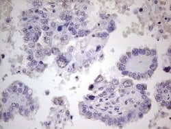 PROCR Mouse anti-Human, Clone: OTI13E1, lyophilized, TrueMAB 100 &mu;g;