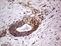 PROCR Mouse anti-Human, Clone: OTI13E1, lyophilized, TrueMAB 100 &mu;g;