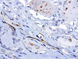 PROCR Mouse anti-Human, Clone: UMAB200, liquid, UltraMAB 30 &mu;L; Unconjugated:Antibodies,