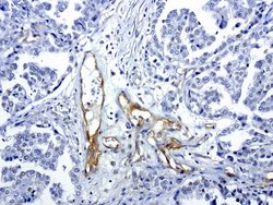 PROCR Mouse anti-Human, Clone: UMAB200, liquid, UltraMAB 30 &mu;L; Unconjugated:Antibodies,