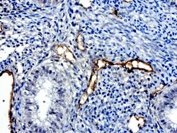 PROCR Mouse anti-Human, Clone: UMAB200, liquid, UltraMAB 30 &mu;L; Unconjugated:Antibodies,