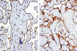 PROCR Mouse anti-Human, Clone: UMAB200, liquid, UltraMAB 30 &mu;L; Unconjugated:Antibodies,