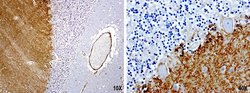 PROCR Mouse anti-Human, Clone: UMAB200, liquid, UltraMAB 30 &mu;L; Unconjugated:Antibodies,