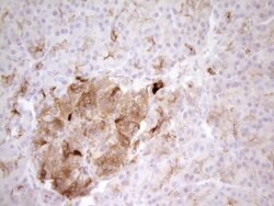 PROCR Mouse anti-Human, Clone: UMAB200, liquid, UltraMAB 30 &mu;L; Unconjugated:Antibodies,