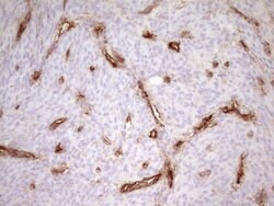 PROCR Mouse anti-Human, Clone: UMAB200, liquid, UltraMAB 30 &mu;L; Unconjugated:Antibodies,
