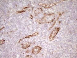 PROCR Mouse anti-Human, Clone: UMAB200, liquid, UltraMAB 30 &mu;L; Unconjugated:Antibodies,