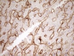 PROCR Mouse anti-Human, Clone: UMAB200, liquid, UltraMAB 30 &mu;L; Unconjugated:Antibodies,