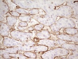 PROCR Mouse anti-Human, Clone: UMAB200, liquid, UltraMAB 30 &mu;L; Unconjugated:Antibodies,