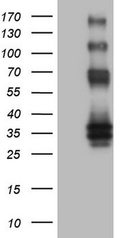 PROCR Mouse anti-Human, Clone: OTI5E12, lyophilized, TrueMAB 100 &mu;g;