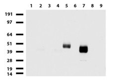 PROCR Mouse anti-Human, Clone: UMAB200, liquid, UltraMAB 30 &mu;L; Unconjugated:Antibodies,