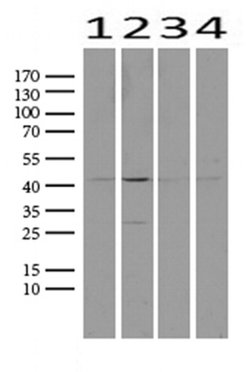 PROCR Mouse anti-Human, Clone: UMAB200, liquid, UltraMAB 30 &mu;L; Unconjugated:Antibodies,