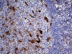 PRODH Mouse anti-Human, Clone: OTI2C11, lyophilized, TrueMAB 100 &mu;g;