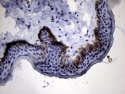 PRODH Monoclonal Antibody (OTI1H6), TrueMAB , OriGene:Antibodies:Primary