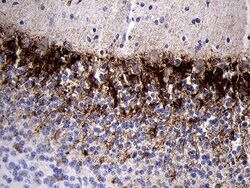 PRODH Monoclonal Antibody (OTI1H6), TrueMAB , OriGene 100 &mu;L; Unconjugated:Antibodies,
