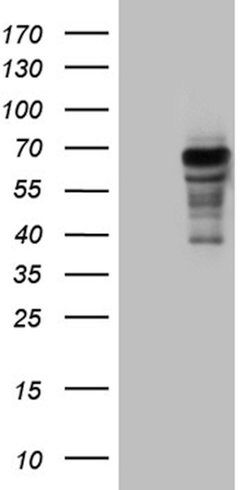 PRODH Mouse anti-Human, Clone: OTI2C11, lyophilized, TrueMAB 100 &mu;g;