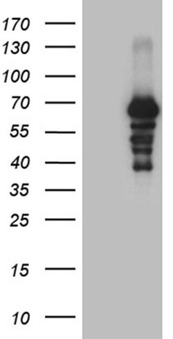 PRODH Monoclonal Antibody (OTI1H6), TrueMAB , OriGene:Antibodies:Primary