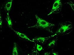 PROM2 Mouse anti-Human, Clone: OTI3D12, lyophilized, TrueMAB 100 &mu;g;