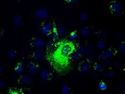 PROM2 Mouse anti-Human, Clone: OTI14D1, lyophilized, TrueMAB 100 &mu;g;