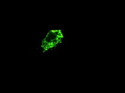 PROM2 Mouse anti-Human, Clone: OTI14D1, lyophilized, TrueMAB 100 &mu;g;