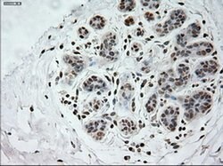 PROM2 Mouse anti-Human, Clone: OTI6B7, liquid, TrueMAB 100 &mu;L; Unconjugated:Antibodies,