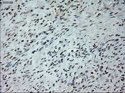 PROM2 Mouse anti-Human, Clone: OTI6B7, liquid, TrueMAB 100 &mu;L; Unconjugated:Antibodies,